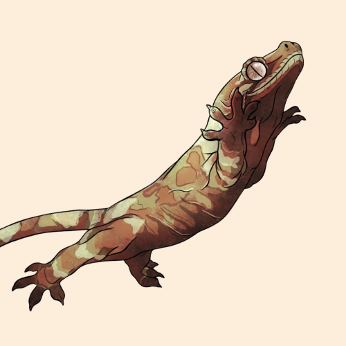 Chahoua Gecko
