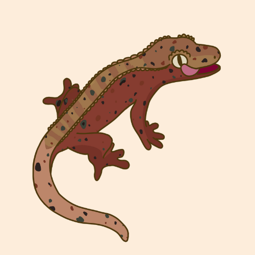 Crested Gecko