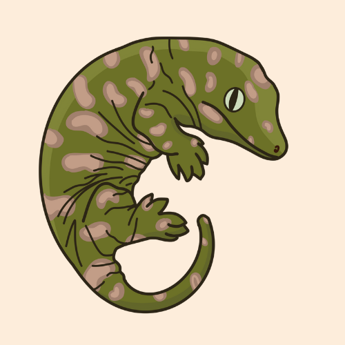 Leachianus Gecko